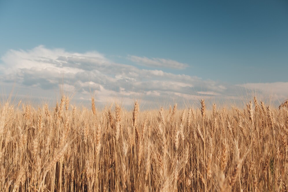 golden-wheat-field