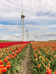 nl-tulip-fields